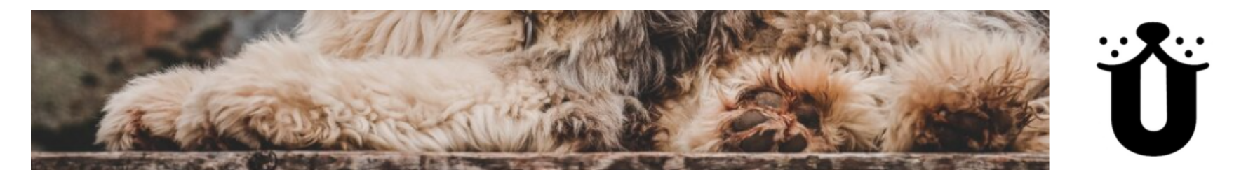 Schnauze & Co. - New supplier on Syncee Marketplace