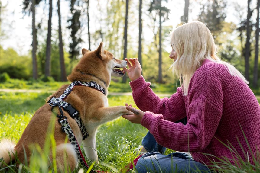 pet collars